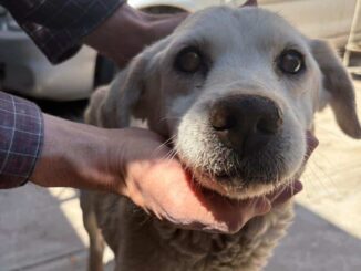 Atienden dependencias del gobierno municipal salud de perrita de colonia San Pablo